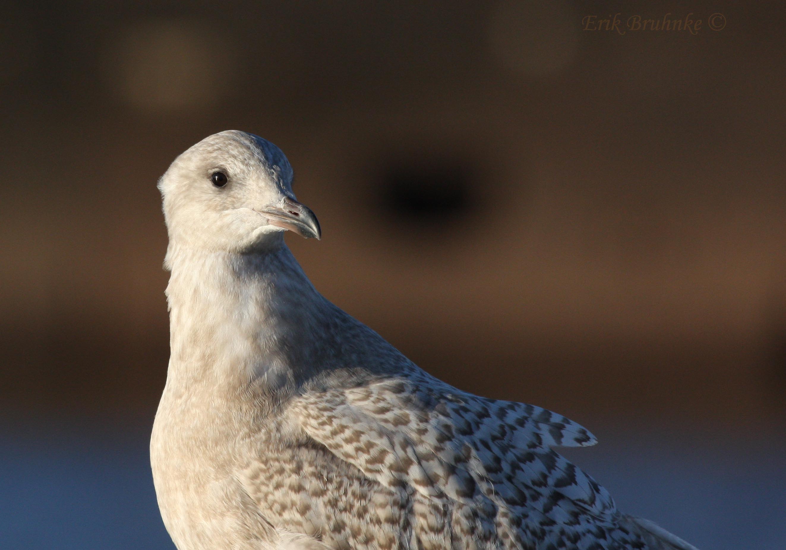 Iceland Gull!