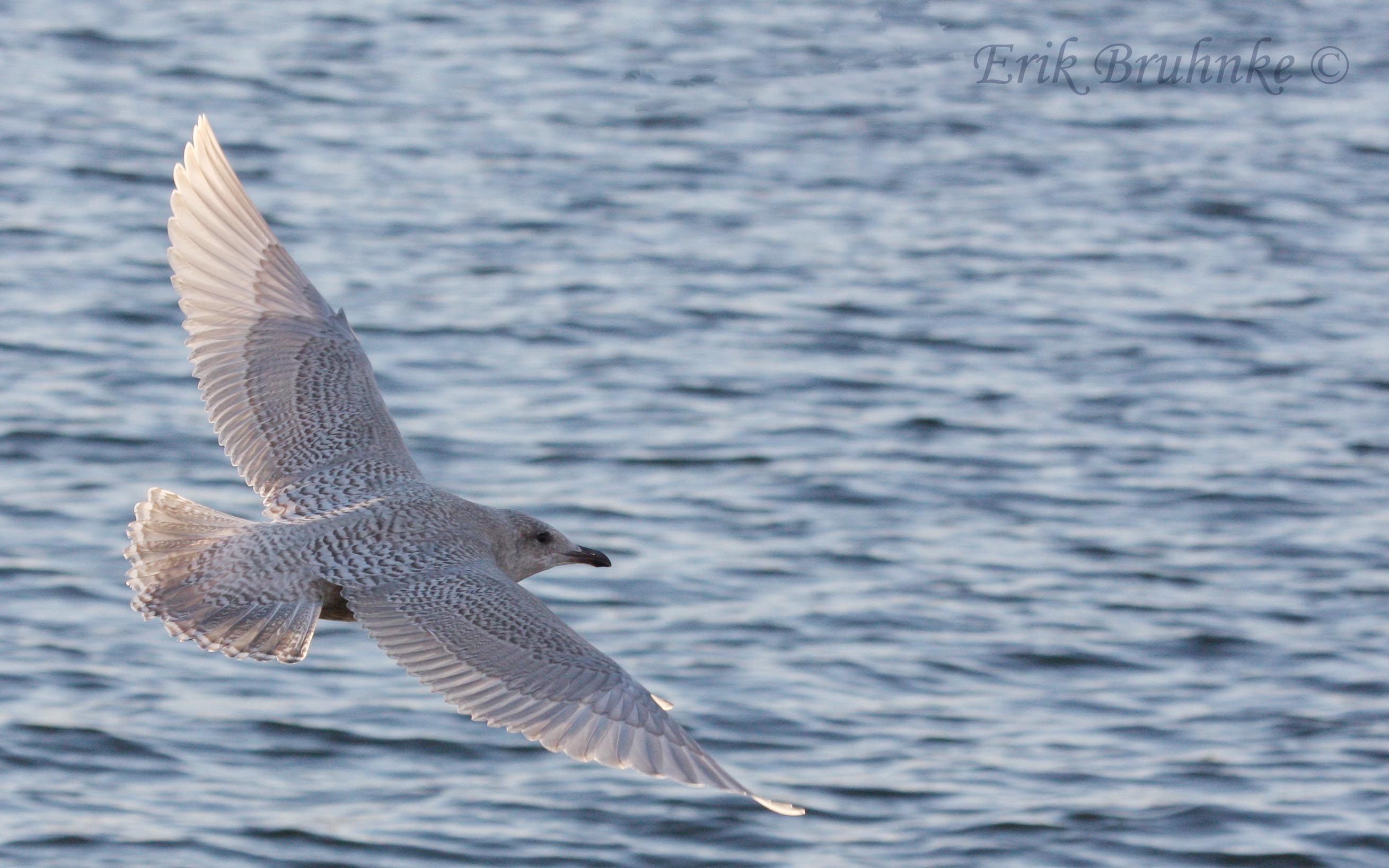 Iceland Gull - Juvenile
