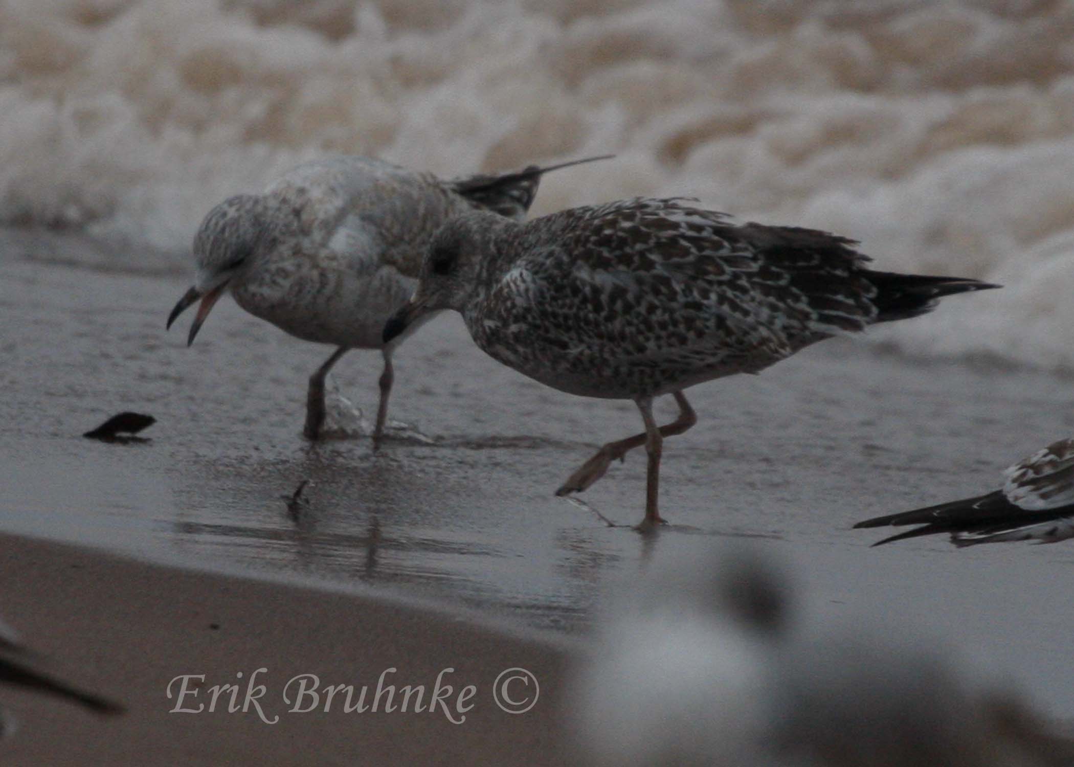 Ring-billed Gulls (gull on the right is slightly melanistic... dark-pigmented)