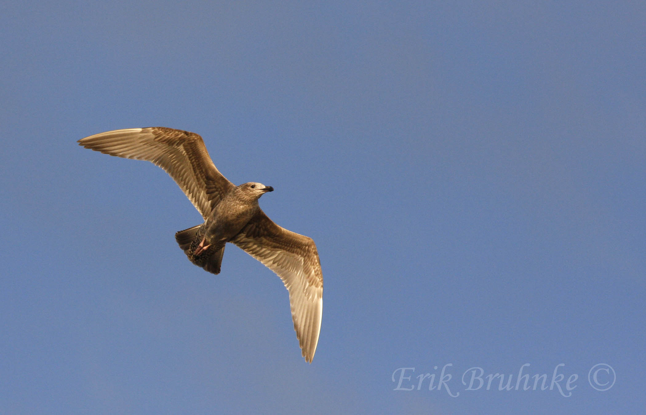 Juvenile Herring Gull