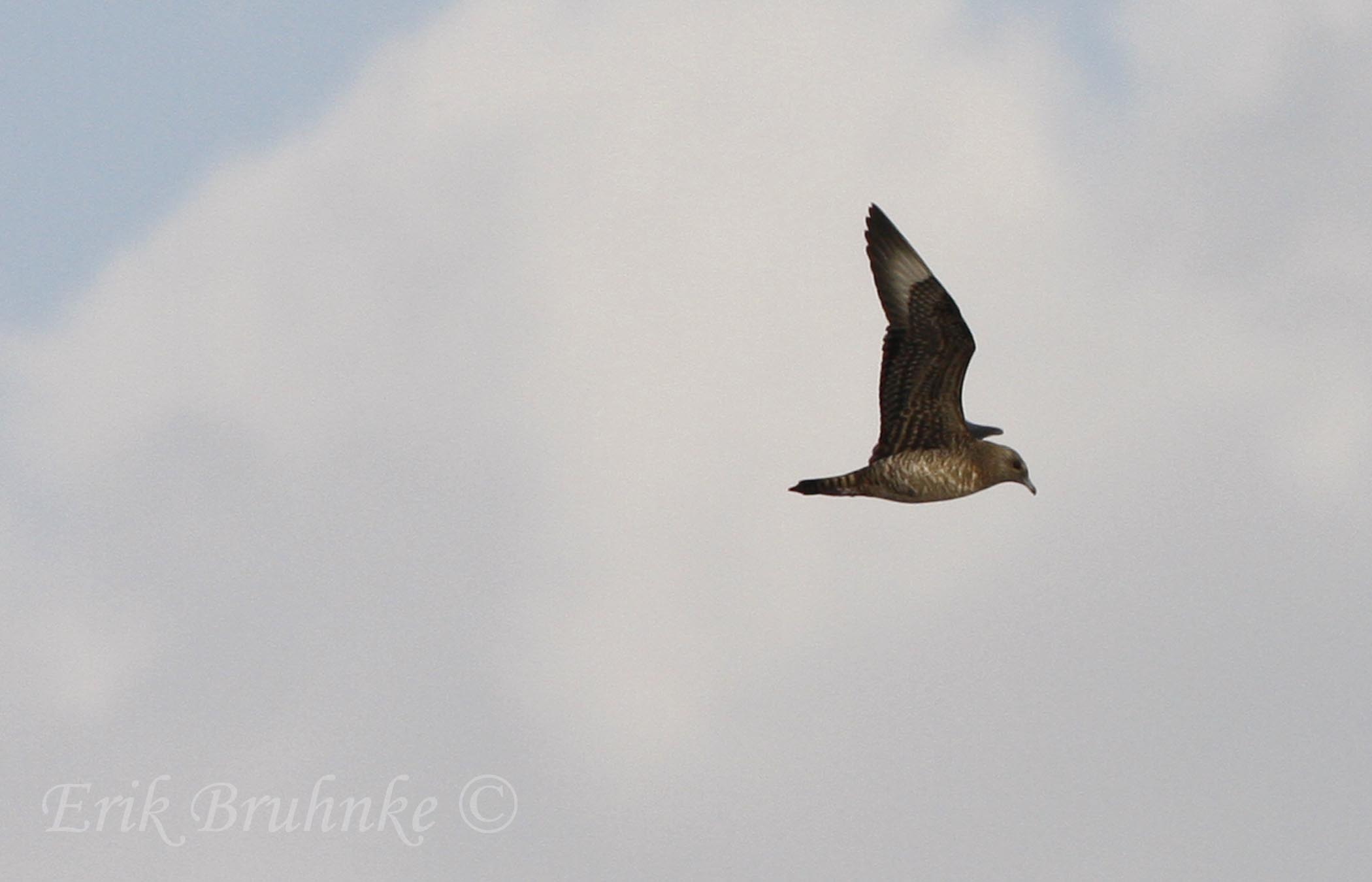 Juvenile Parasitic Jaeger