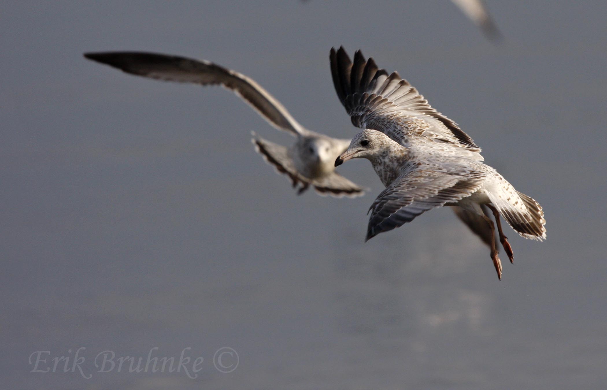 Ring-billed Gull
