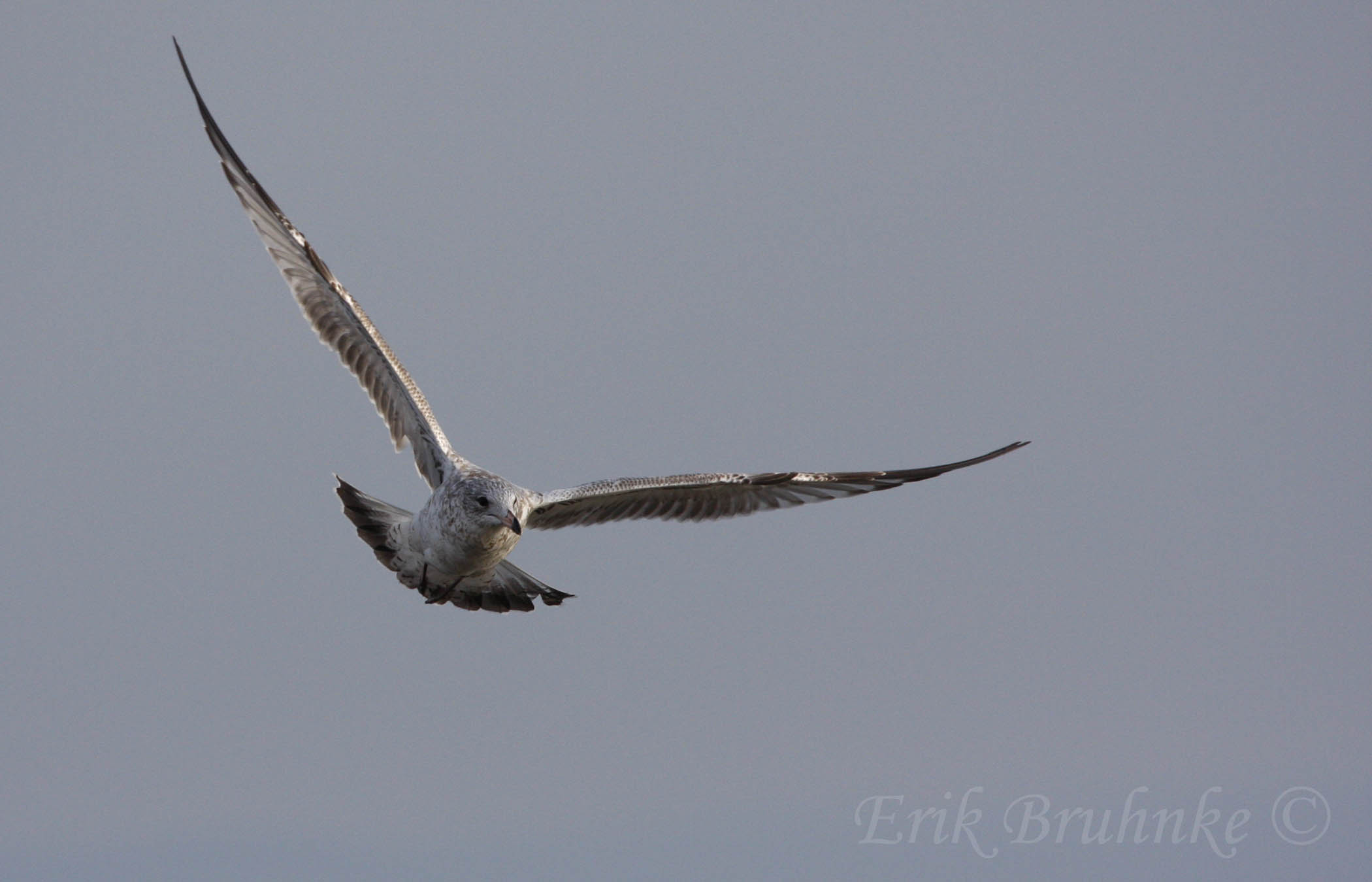 Ring-billed Gull