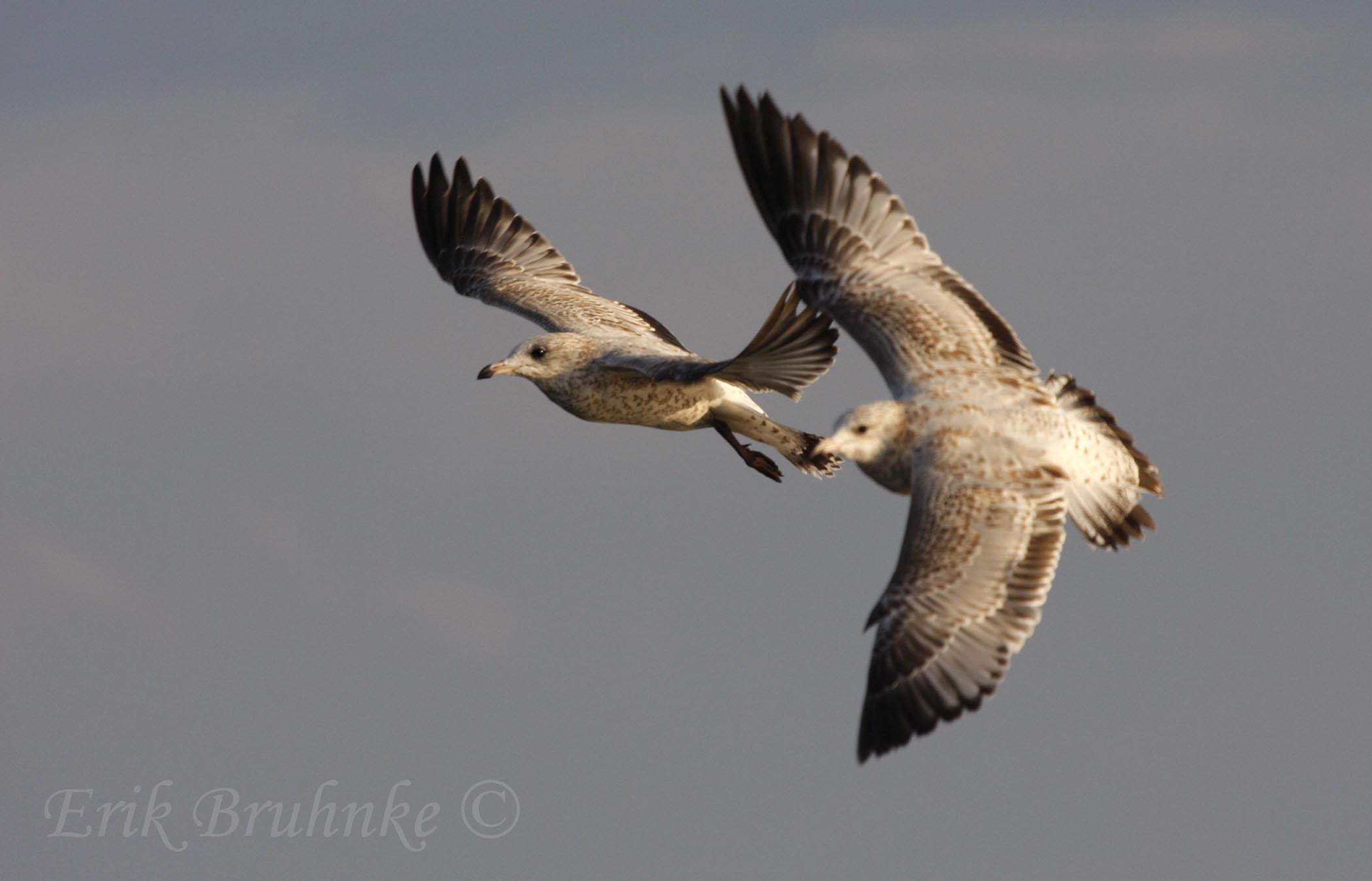 Ring-billed Gulls