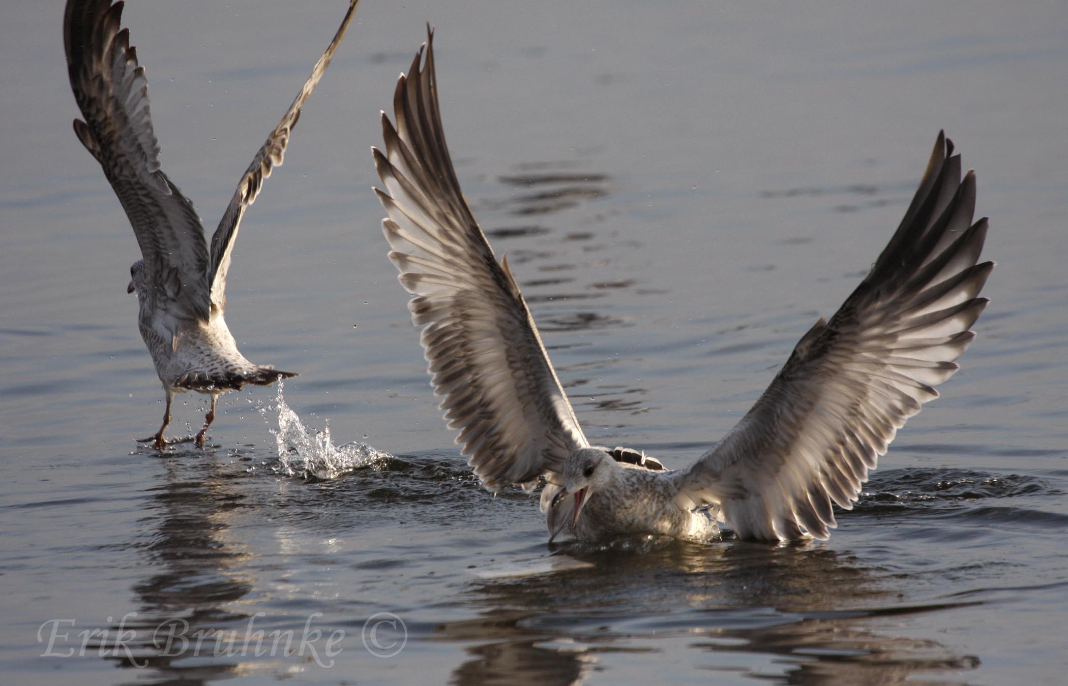 Ring-billed Gulls