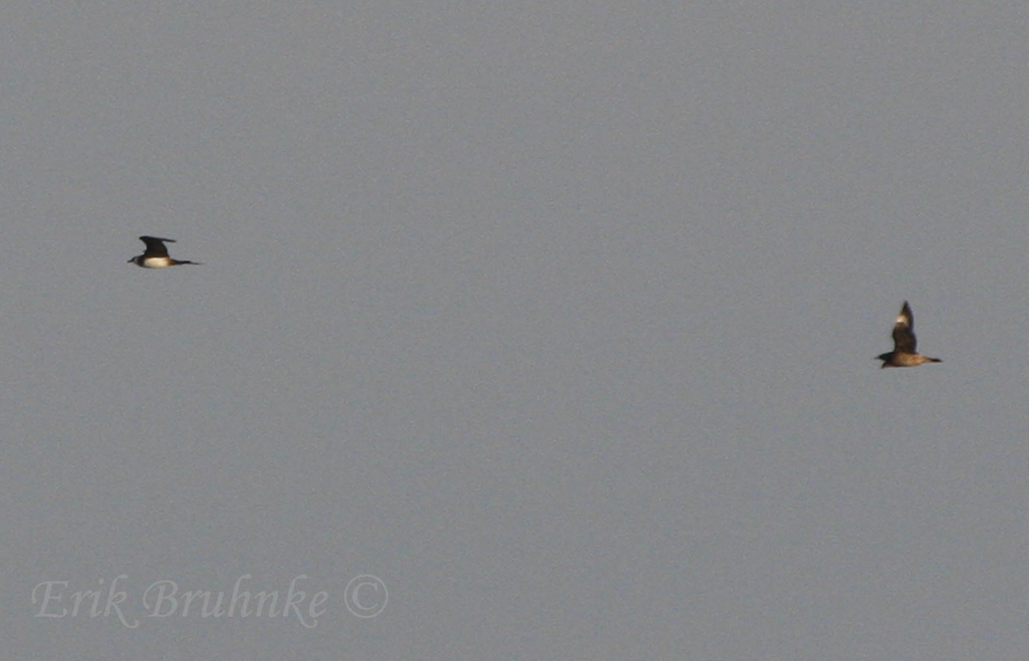 Adult Parasitic Jaeger (left) and juvenile Parasitic Jaeger (right)