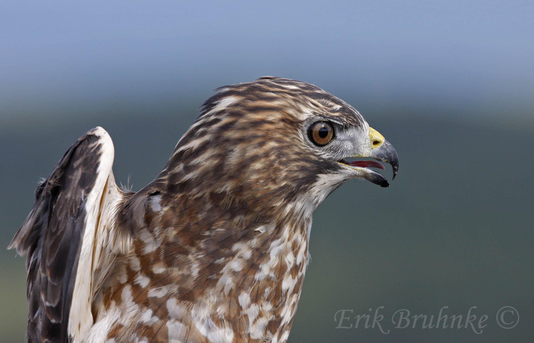 Adult Broad-winged Hawk