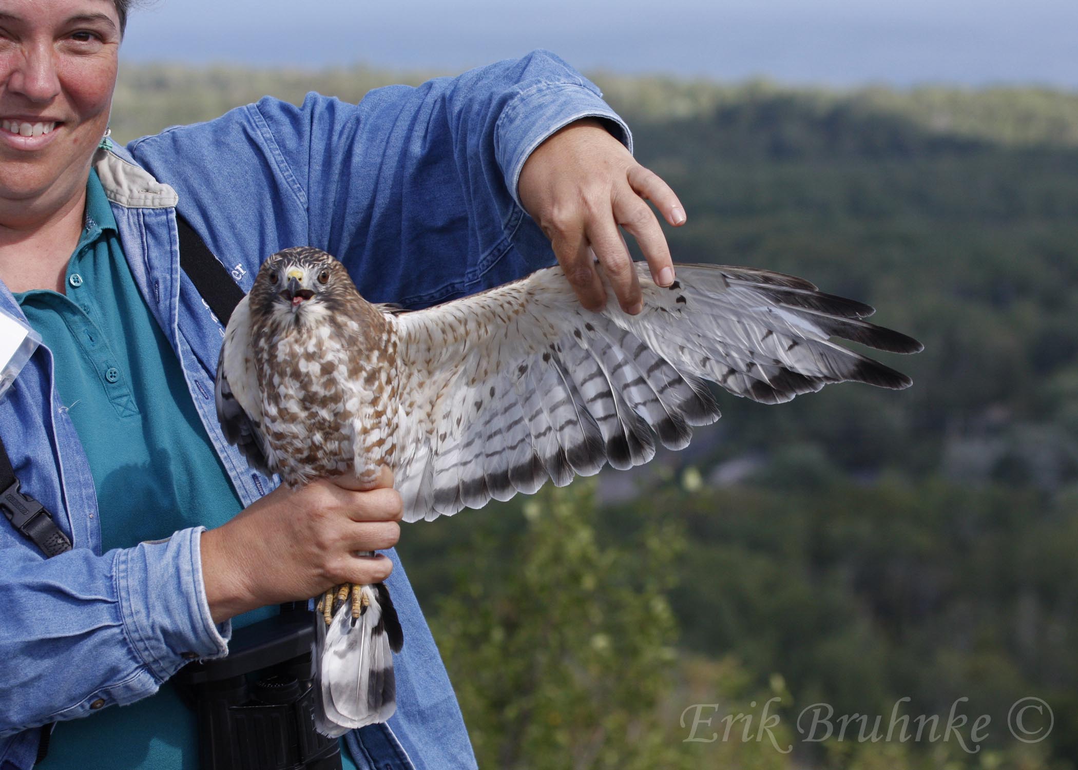 Margie with the adult Broad-winged Hawk