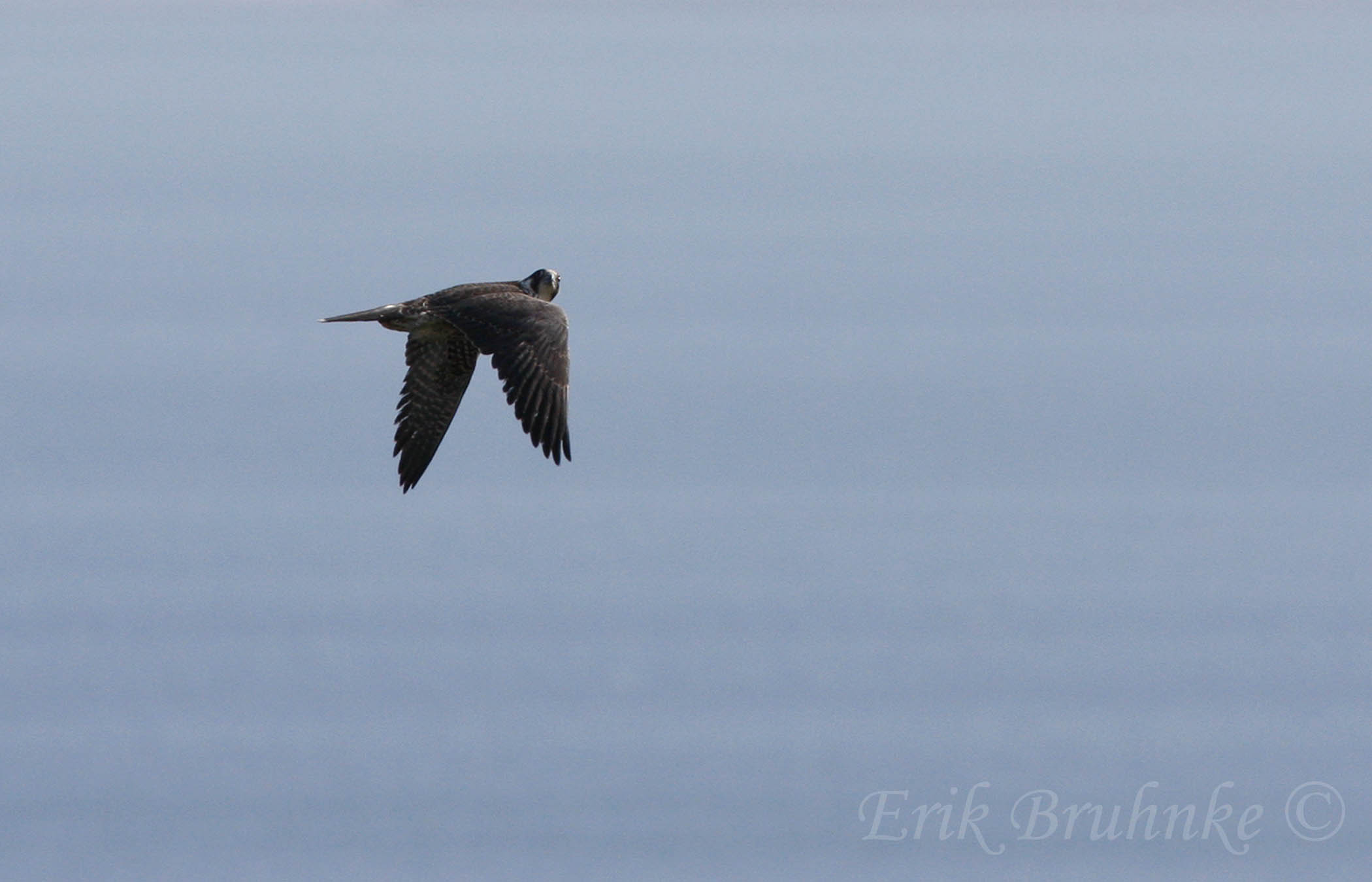 Peregrine Falcon looking at me!