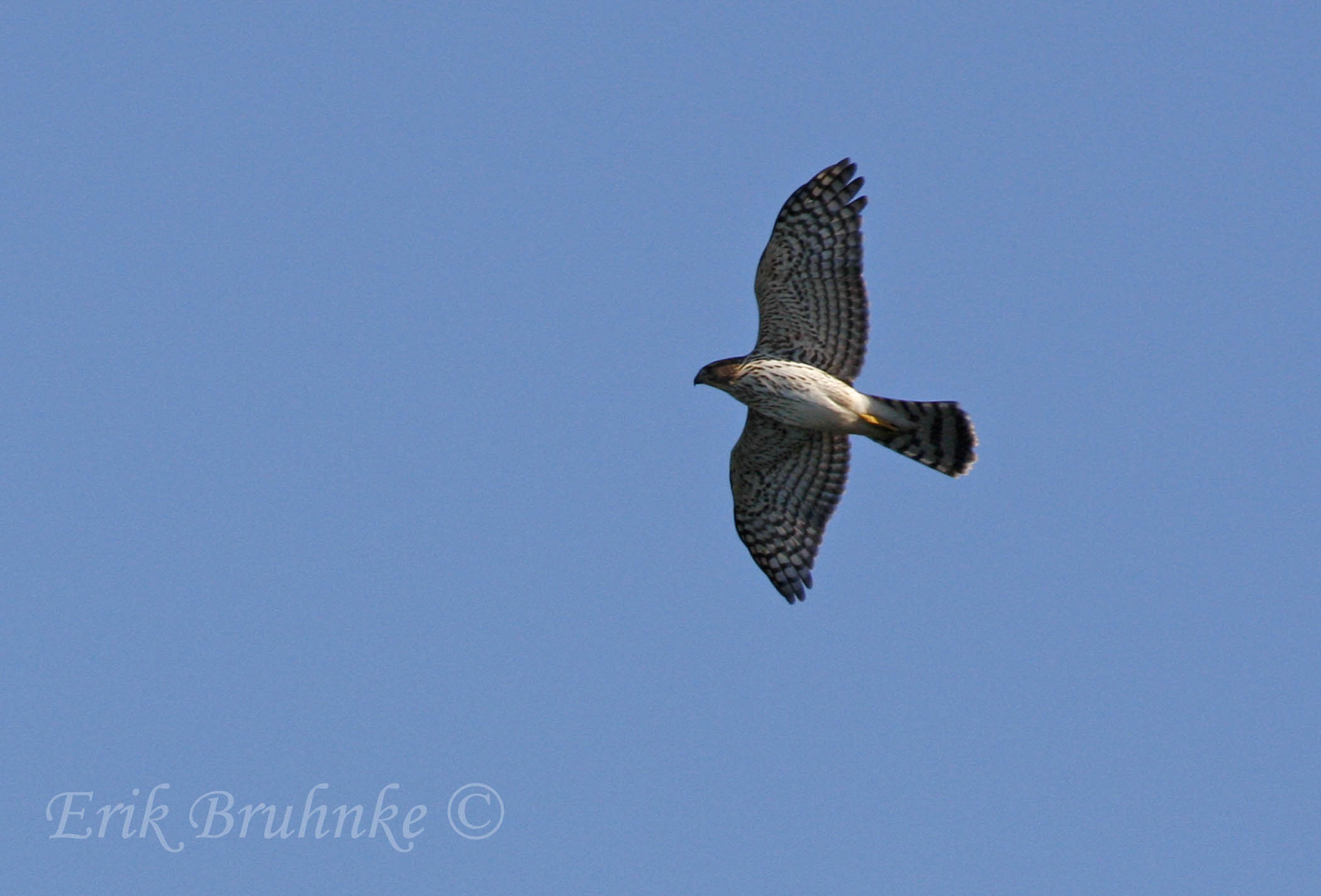 Coopers Hawk (immature)