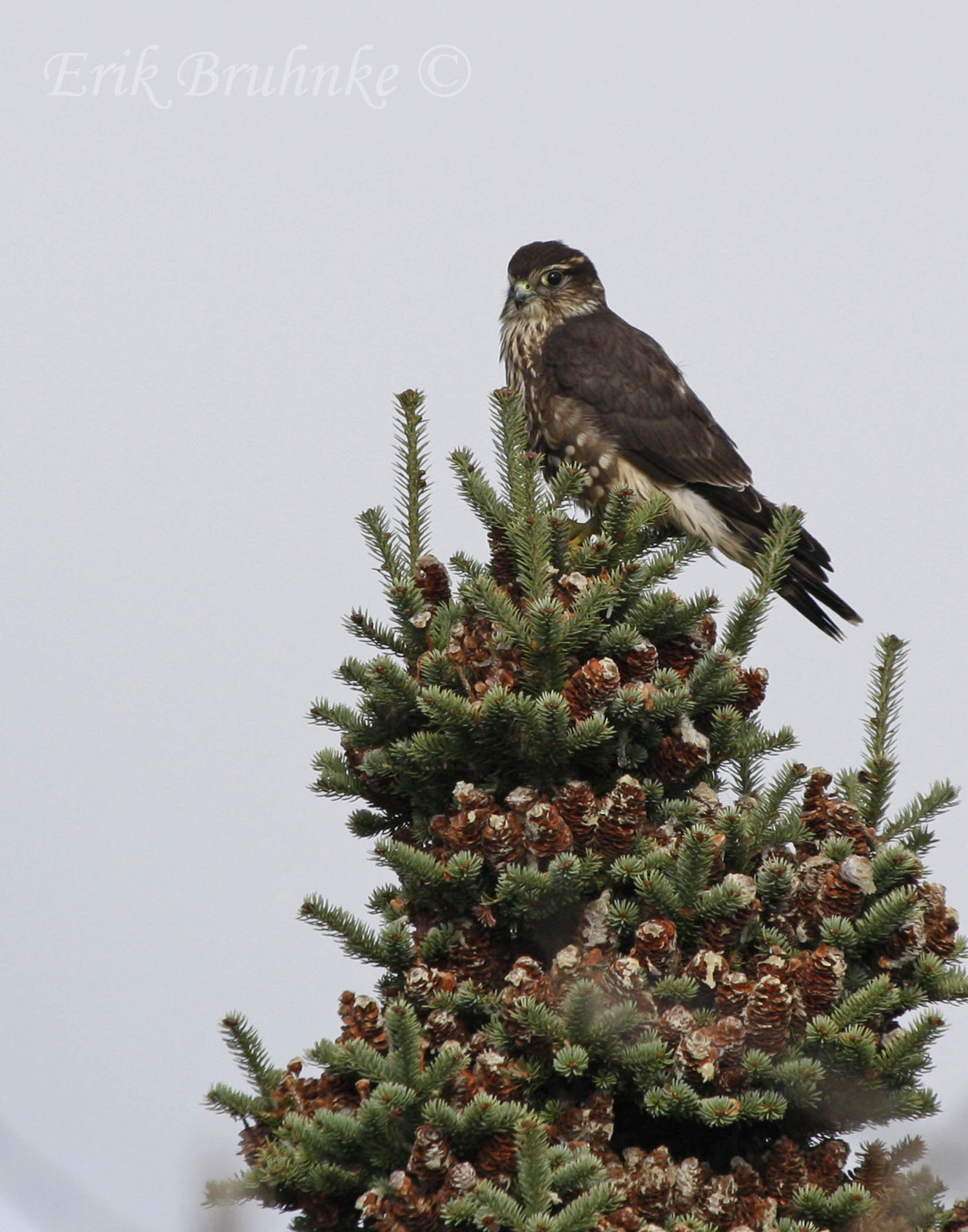 Merlin