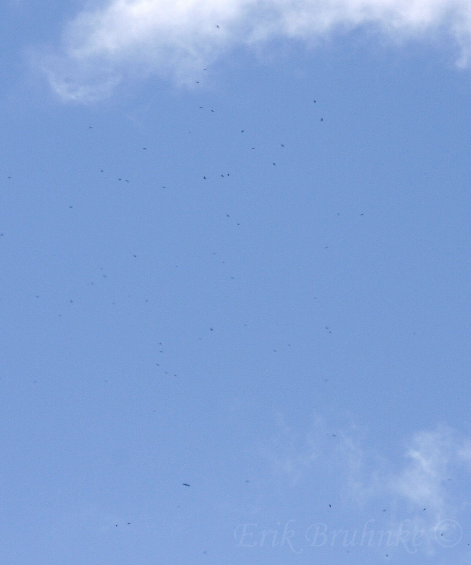 Kettle of Broad-winged Hawks