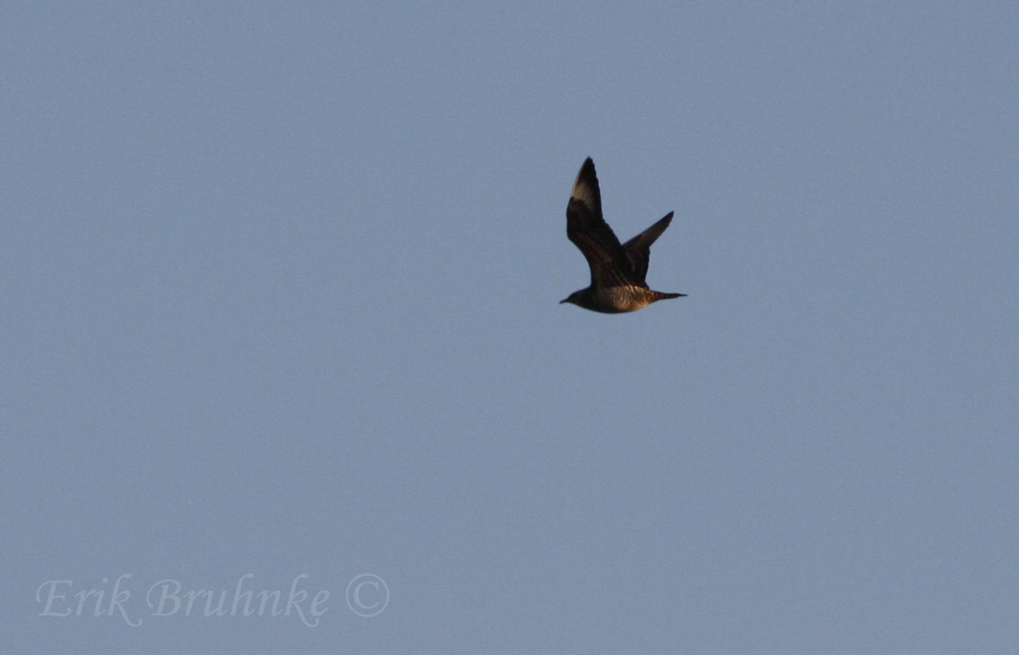 Juvenile Parasitic Jaeger