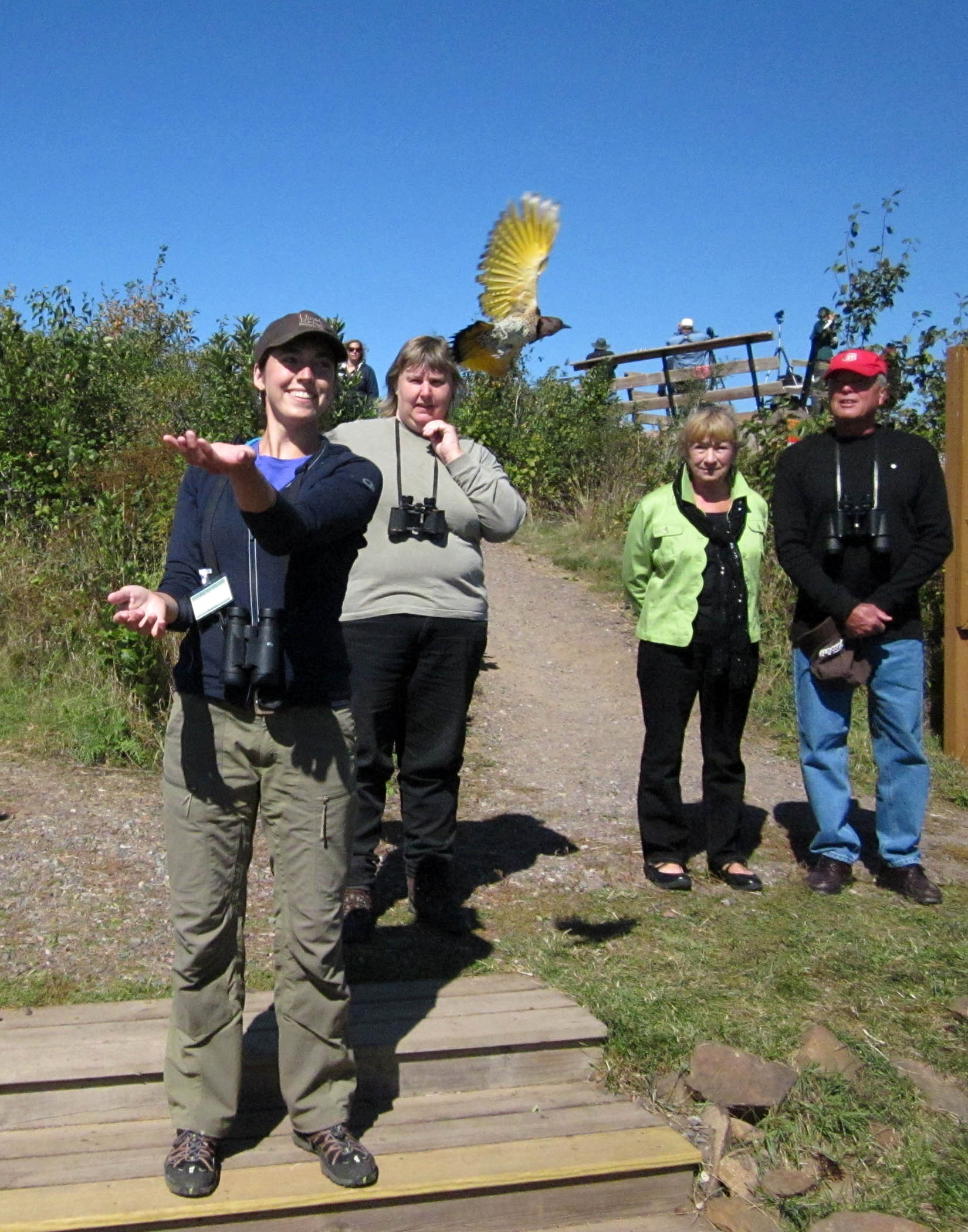 Songbird-bander Kaitlin, releasing a Northern Flicker