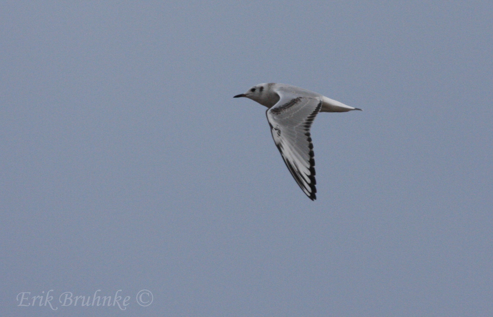 Bonapartes Gull