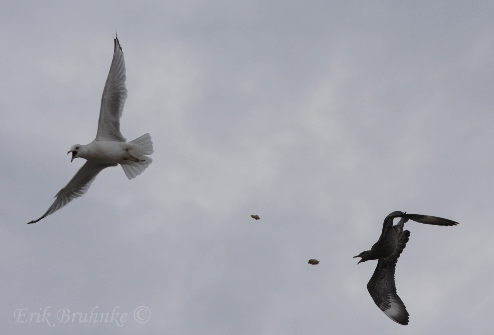 Going after the food