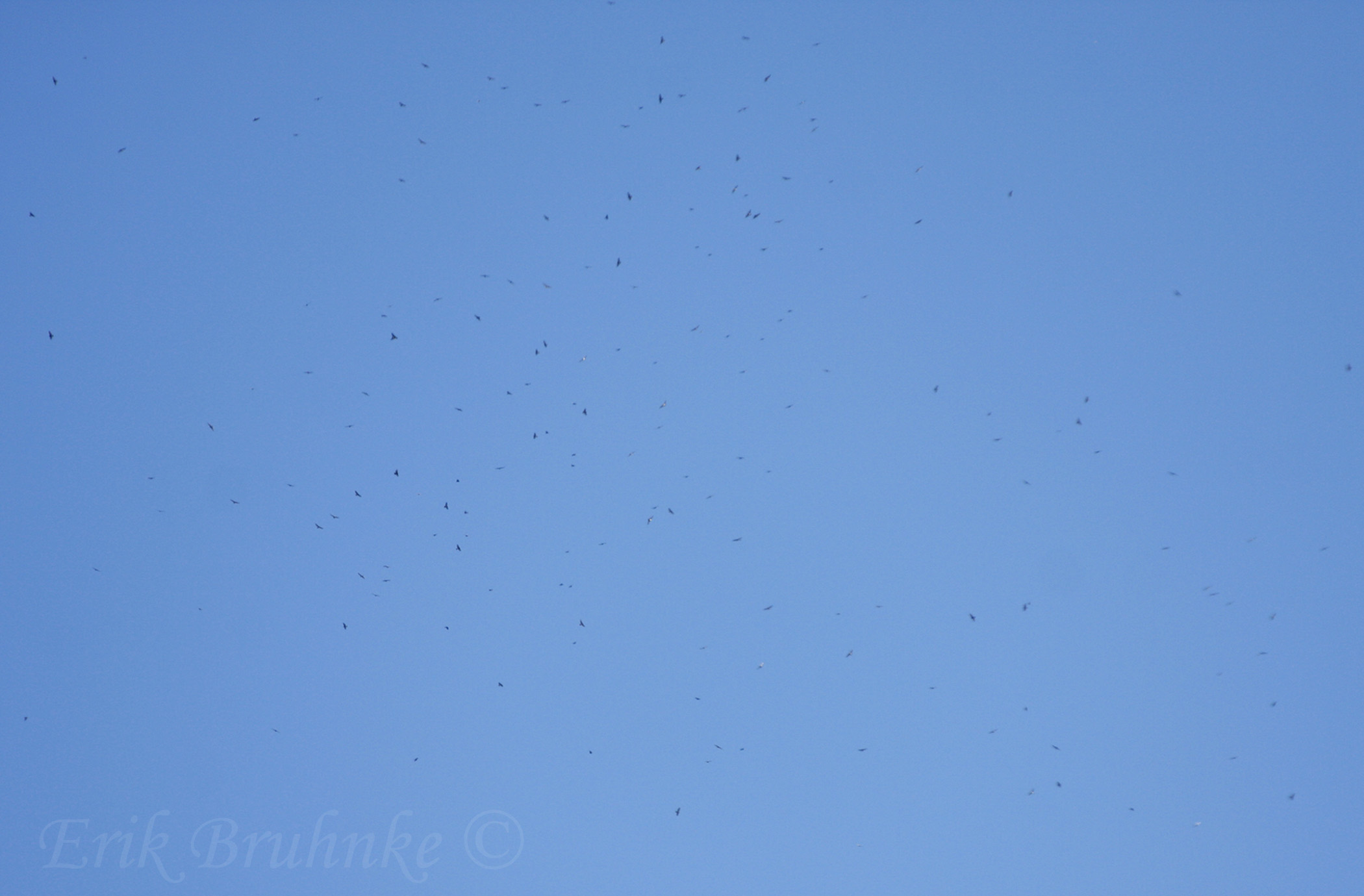 Kettle of Broad-winged Hawks
