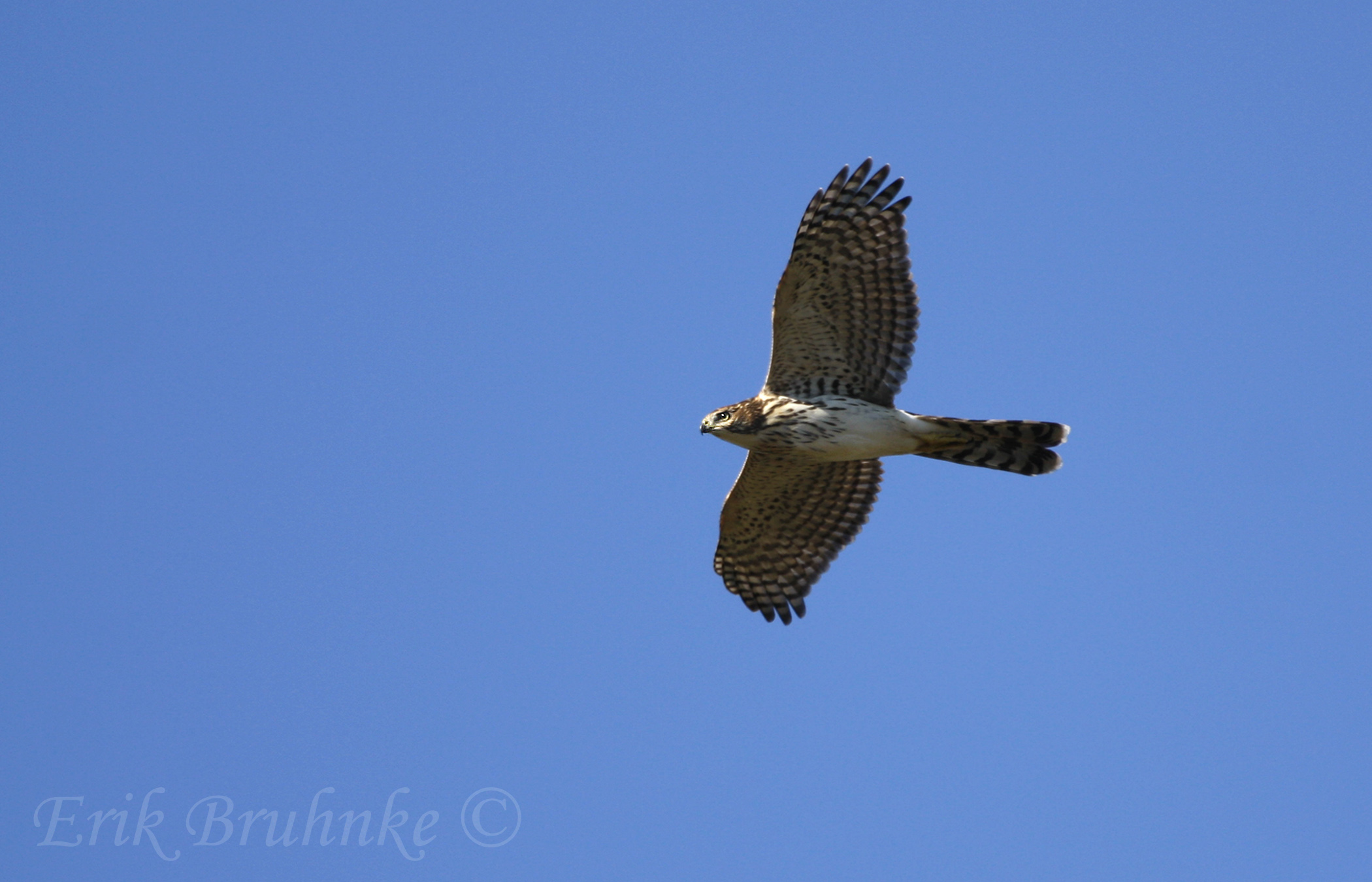 Coopers Hawk