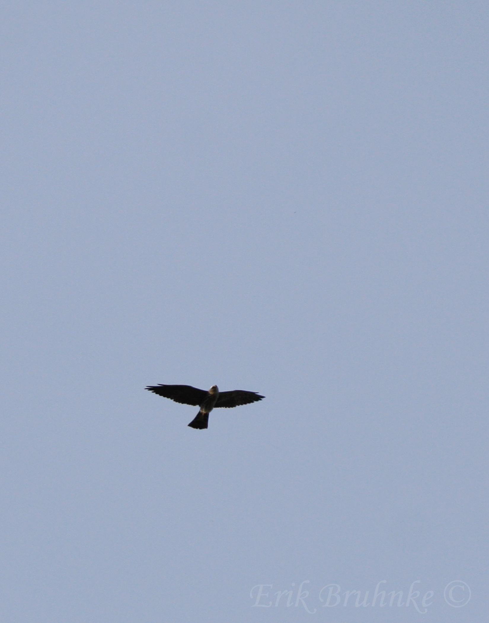 Mississippi Kite