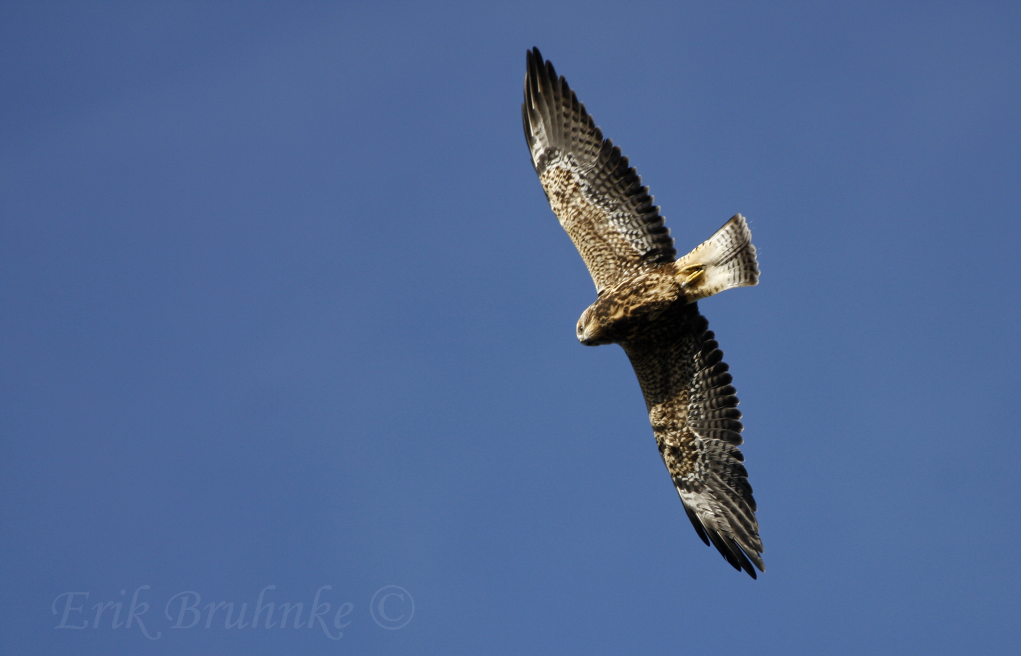 Swainsons Hawk, banded by Nova Mackentley!