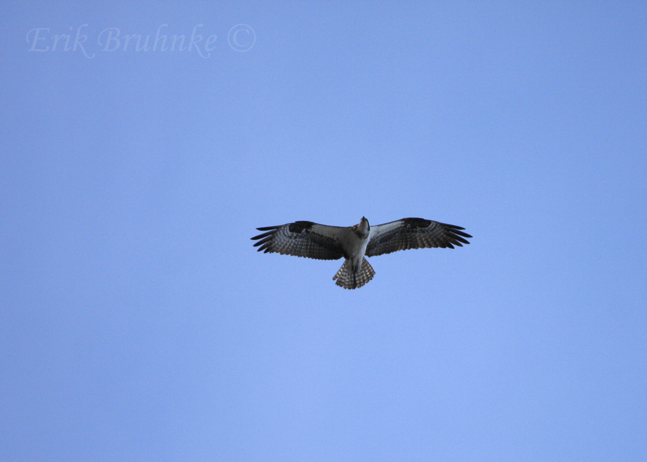 Osprey