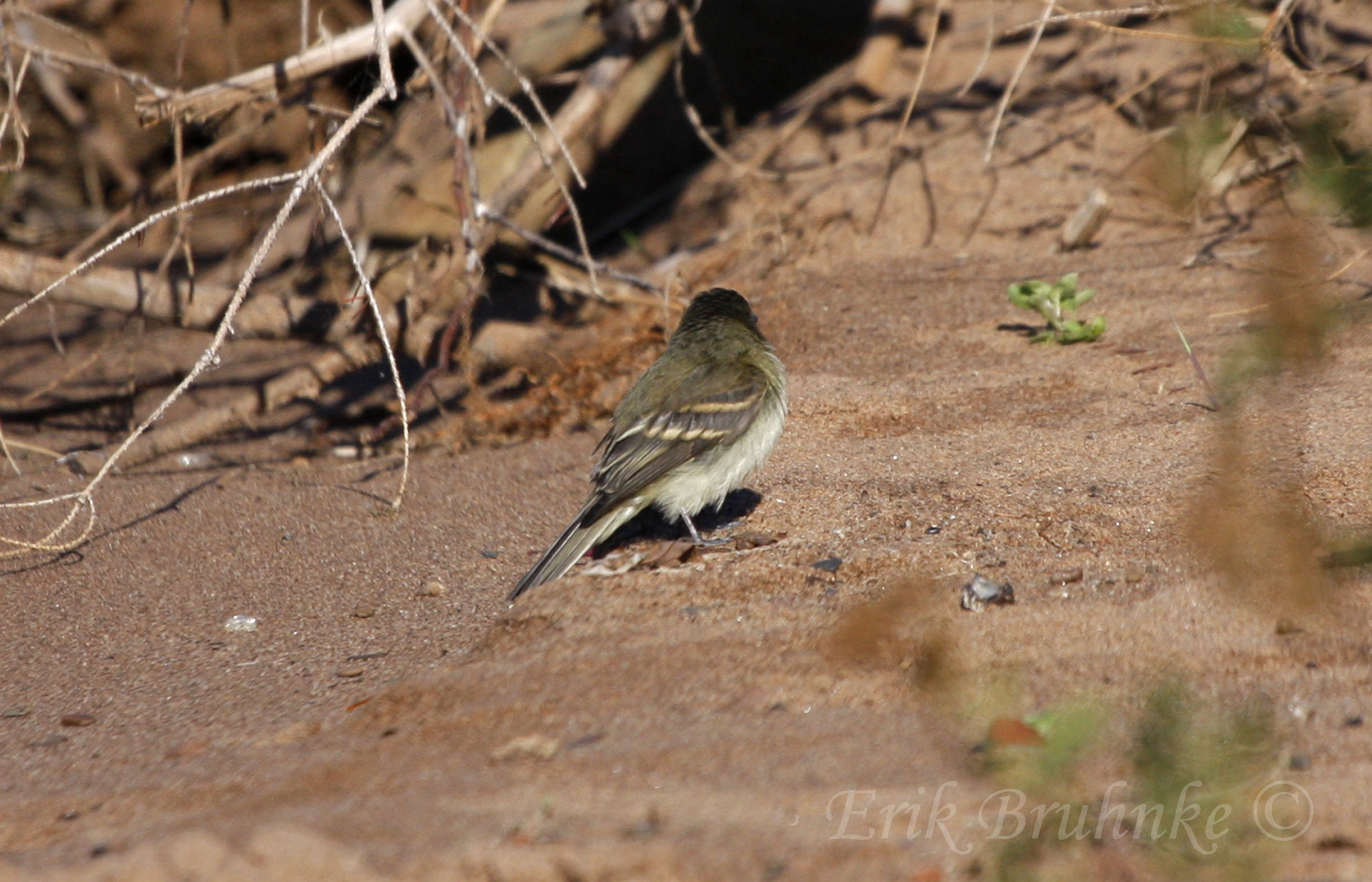 flycatcher2.jpg