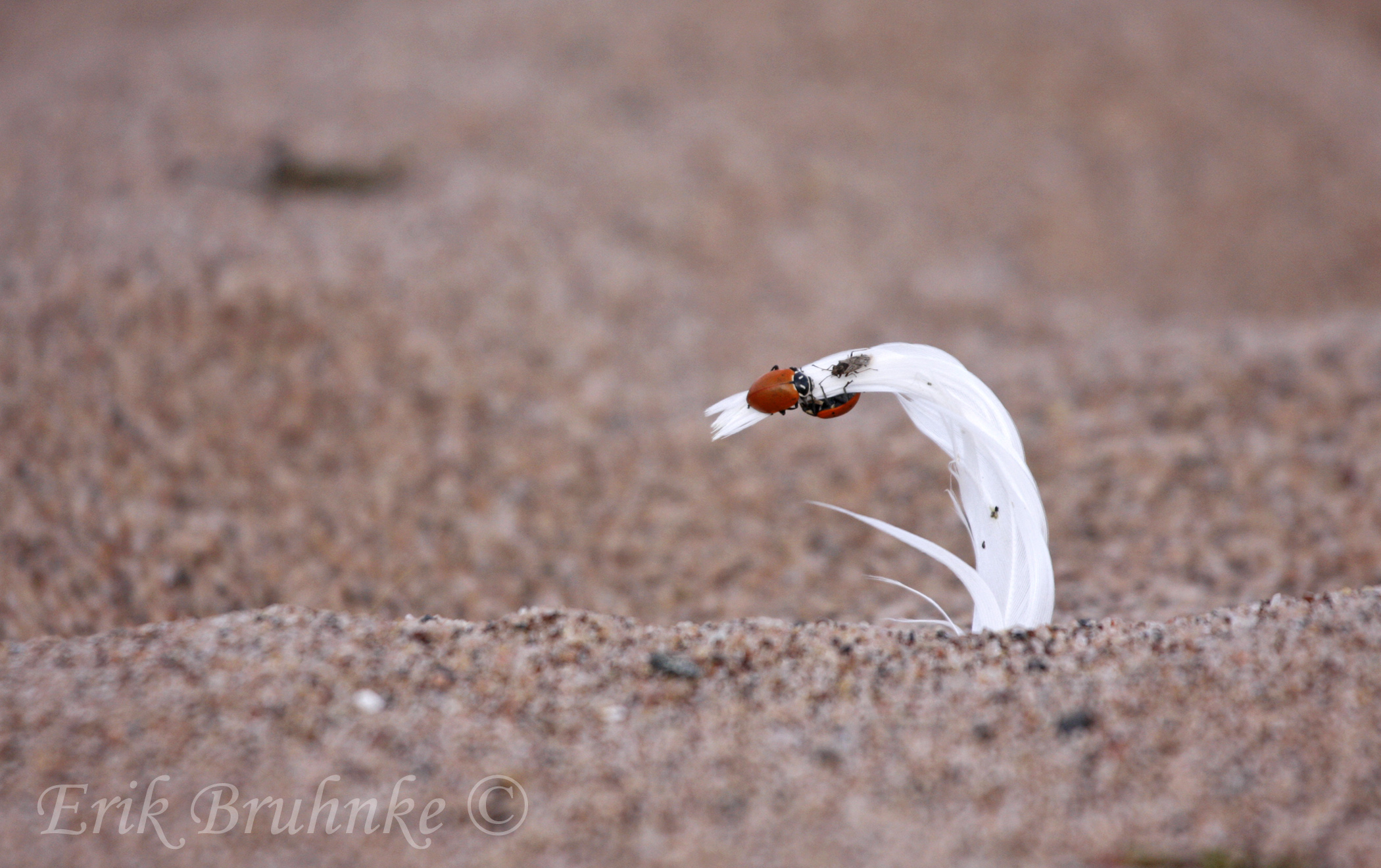 clinging to the gull feather on a windy day