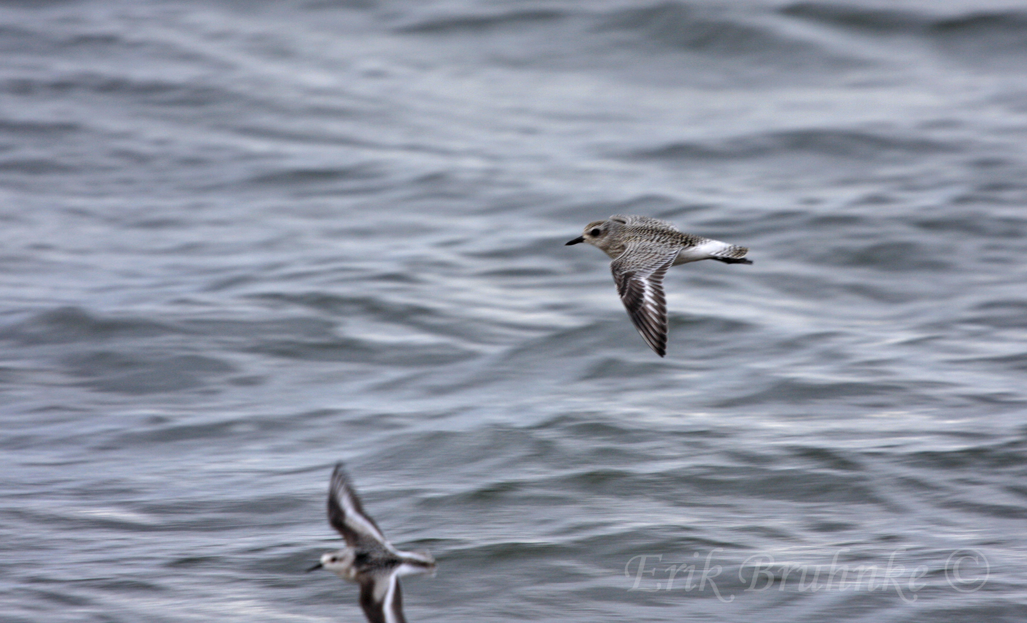 Black-bellied Plovers