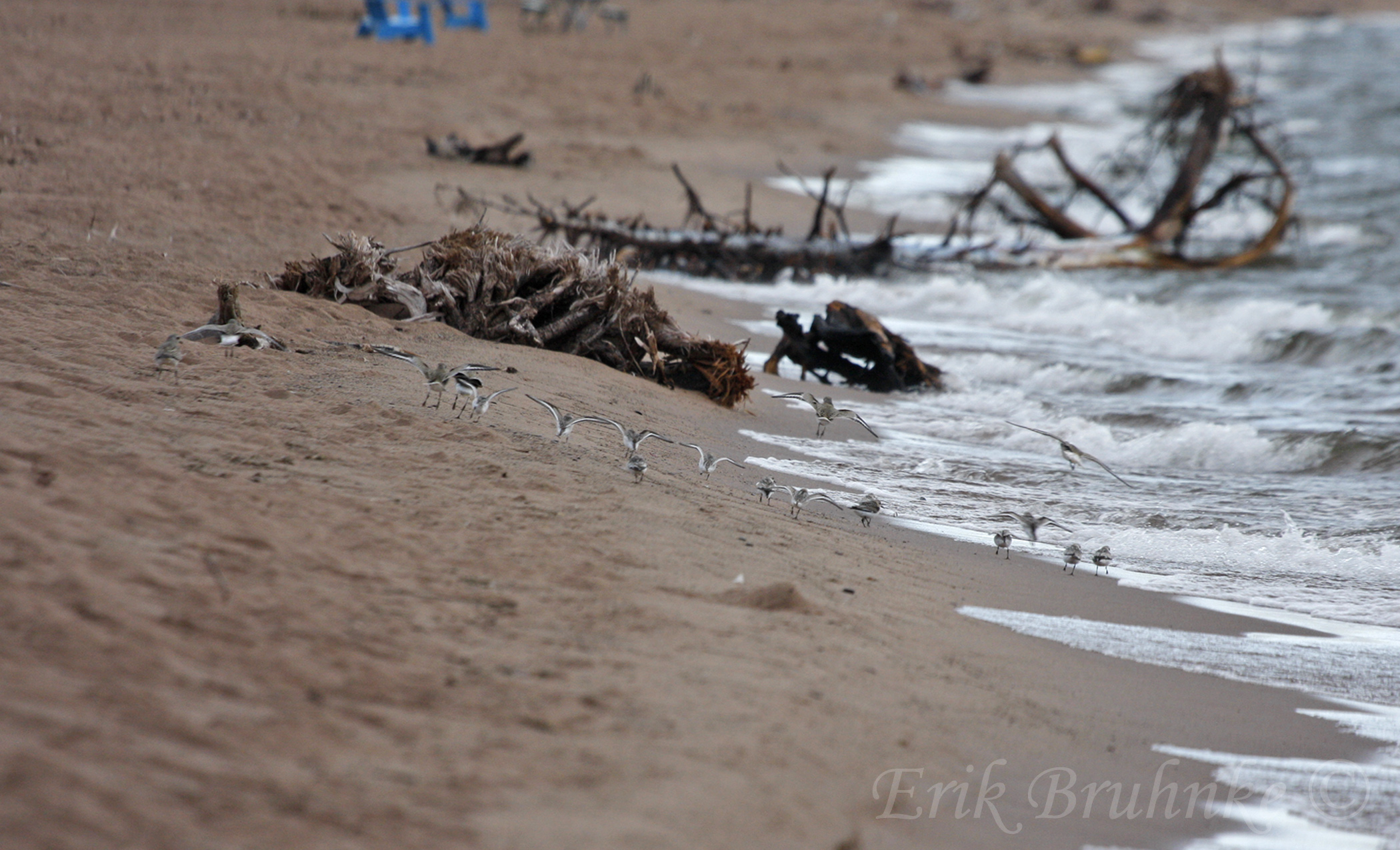Shorebirds coming in for a landing