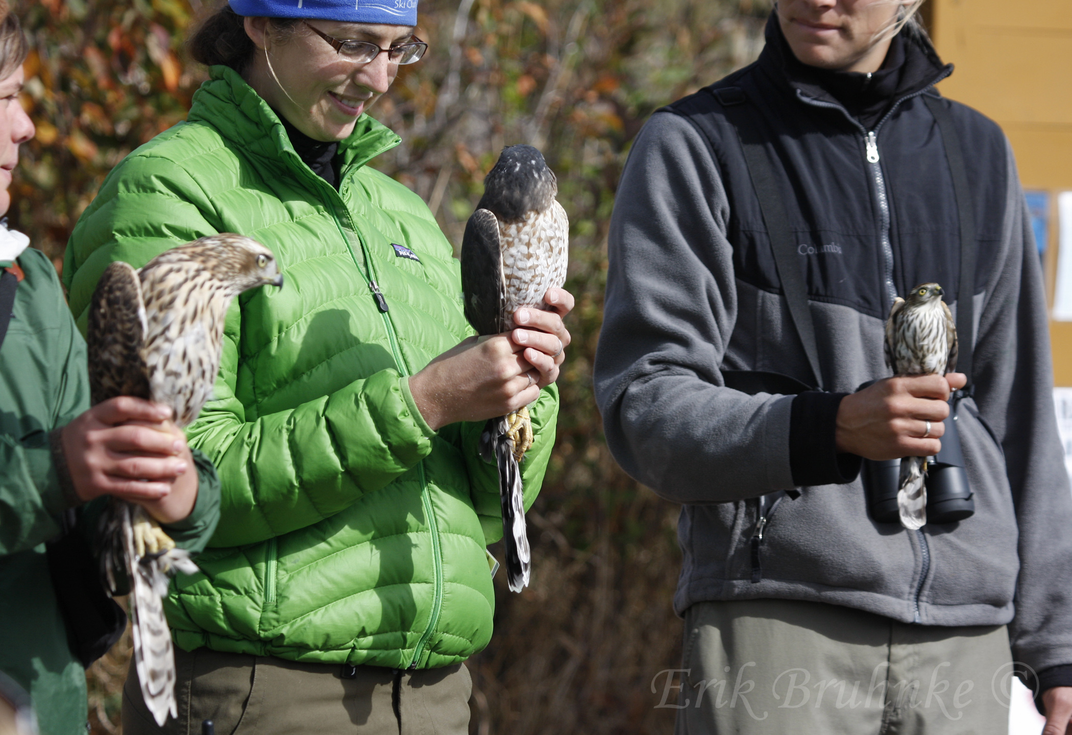 From left to right - Juvenile Northern Goshawk, adult Coopers Hawk, juvenile Sharp-shinned Hawk