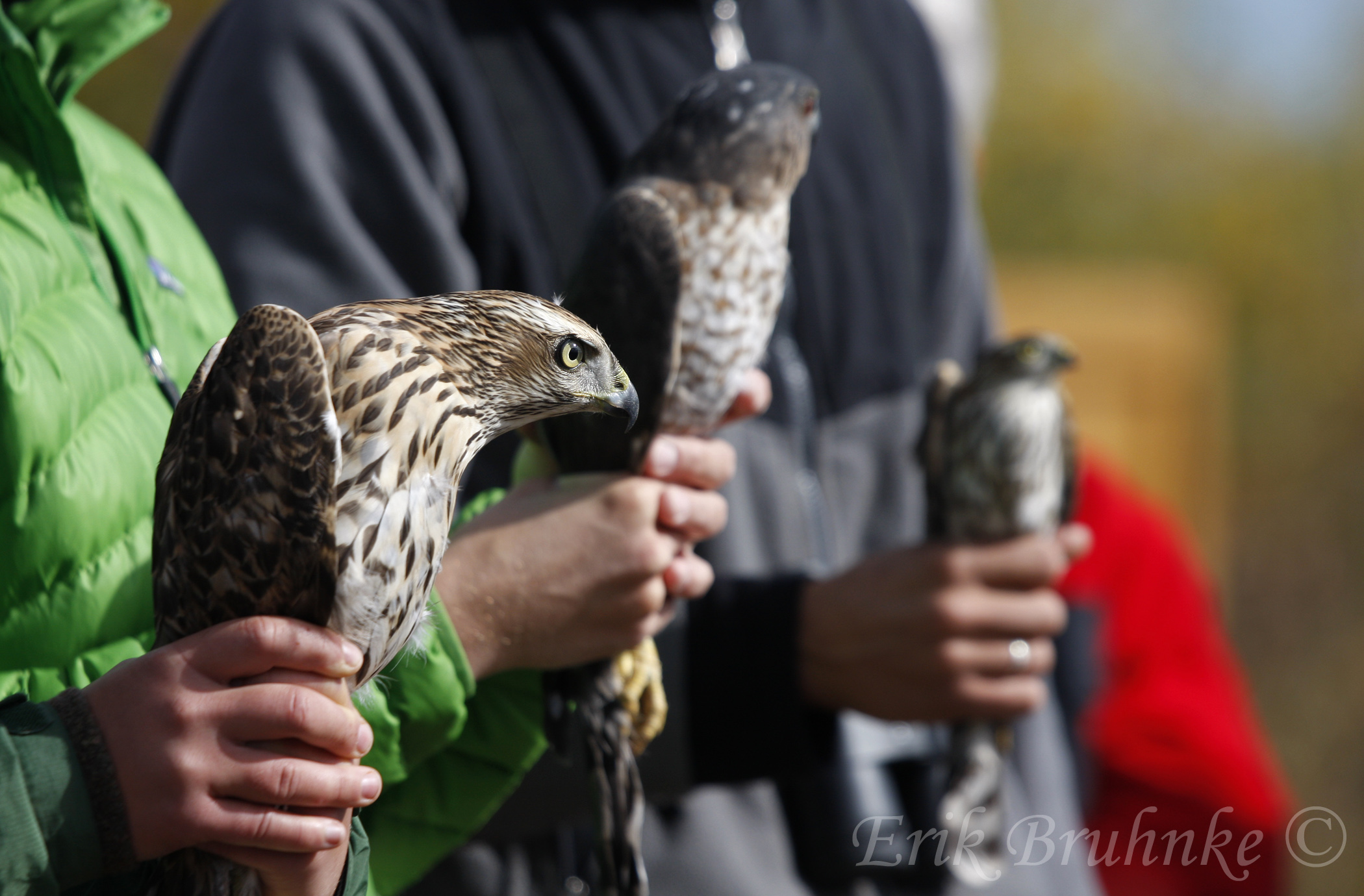From left to right - Juvenile Northern Goshawk, adult Coopers Hawk, juvenile Sharp-shinned Hawk