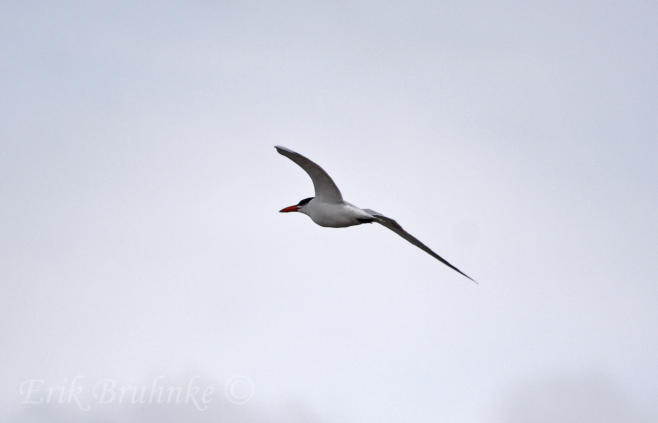 Caspian Tern