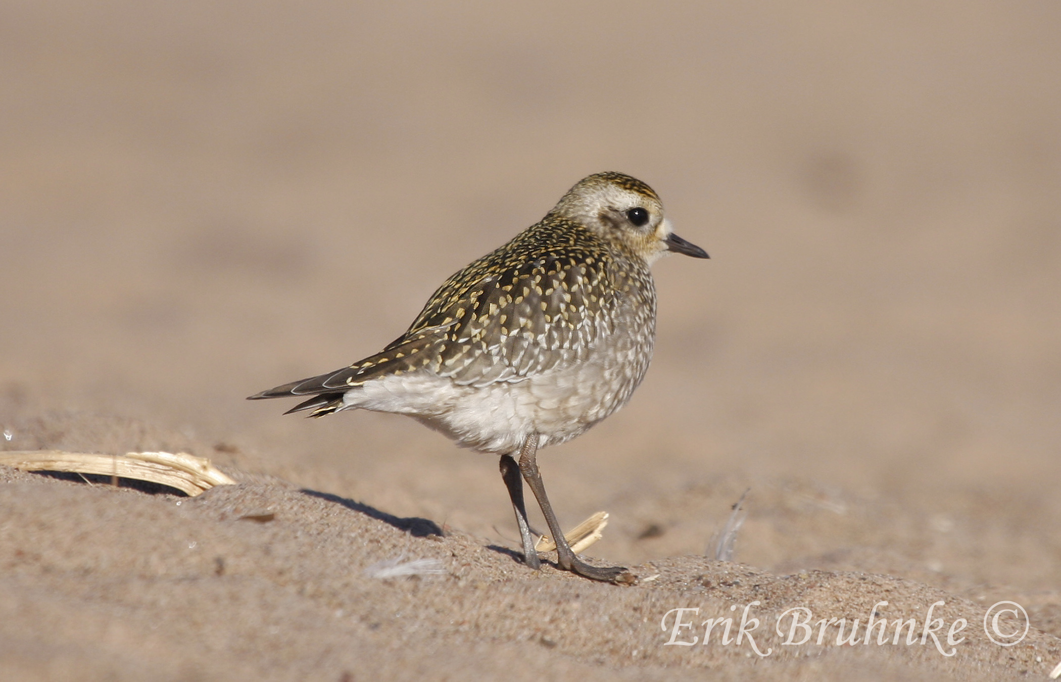 Plover