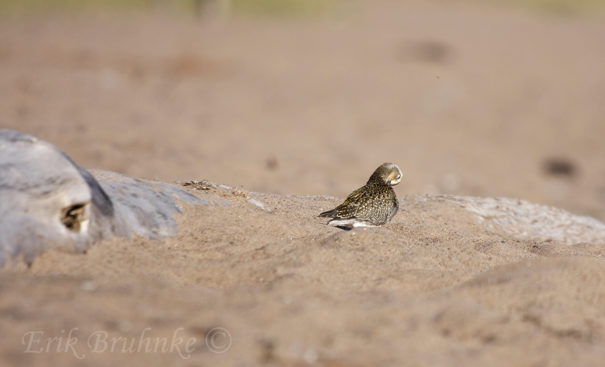 Plover