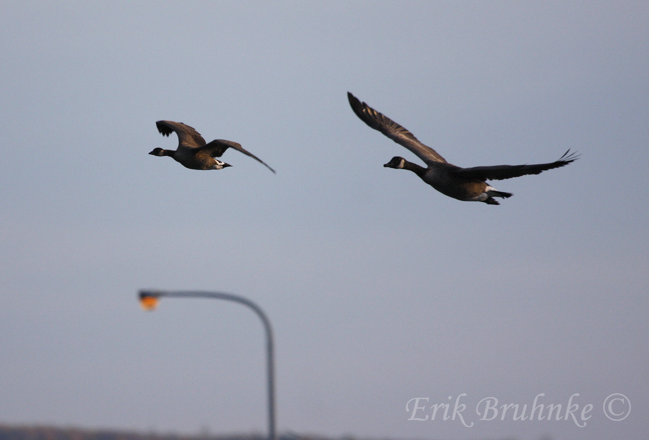 Cackling Goose (left) and Canada Goose (right)