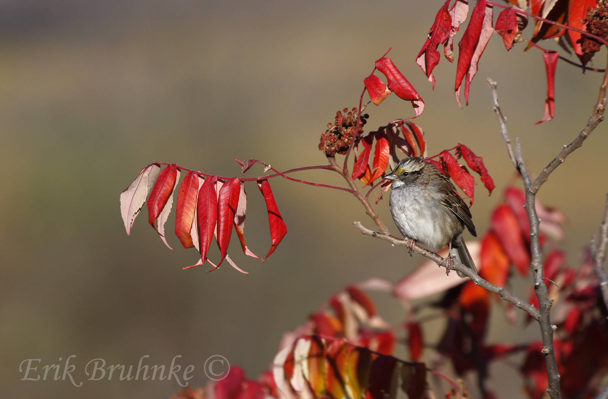 White-throated Sparrow