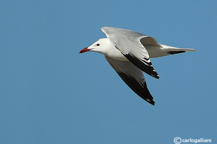 Gabbiano corso- Audouins Gull (Larus audouinii)