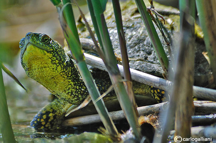 Testuggine dacqua -European Pond Terrapin  (Emys orbicularis)