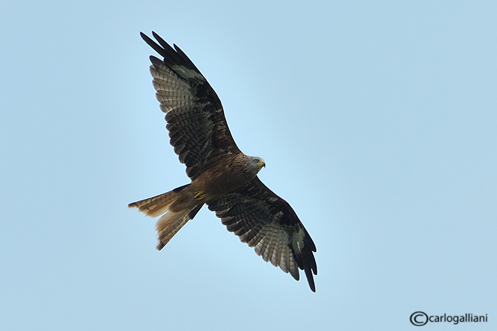 Nibbio reale-Red Kite  (Milvus milvus)