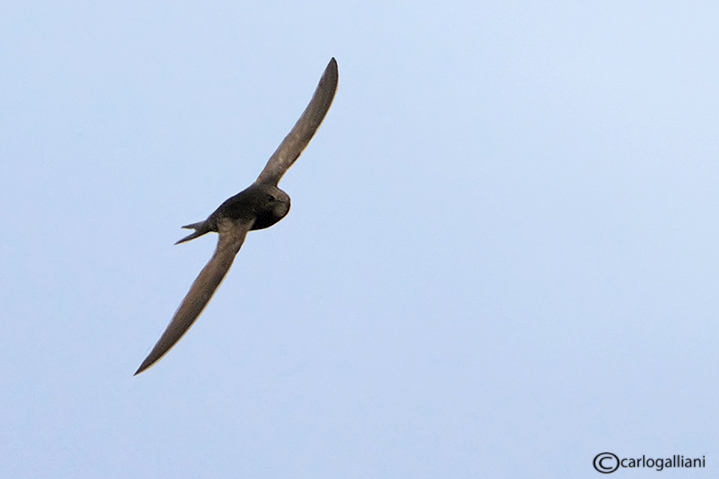 Rondone-	Common Swift (Apus apus)