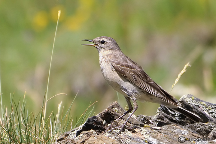 Spioncello-Water Pipit (Anthus spinoletta)