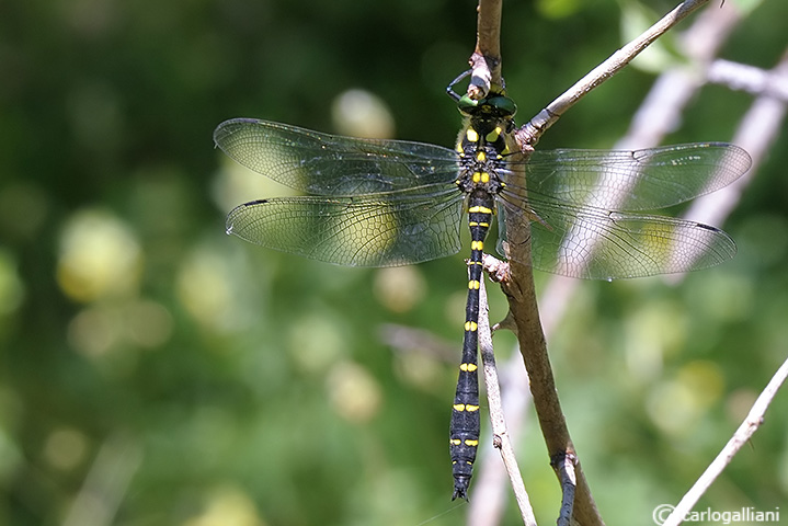 Cordulegaster bidentata male