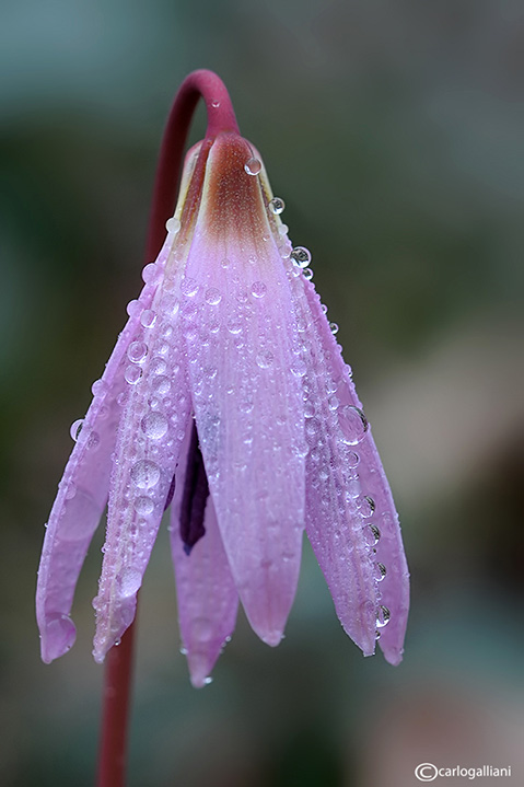 Erythronium dens-canis