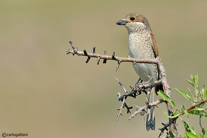 Averla piccola (Lanius collurio)