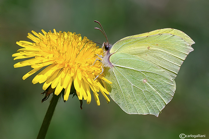 Gonepteryx rhamni