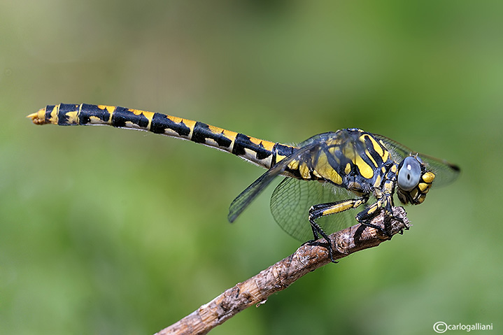 Onychogomphus uncatus female