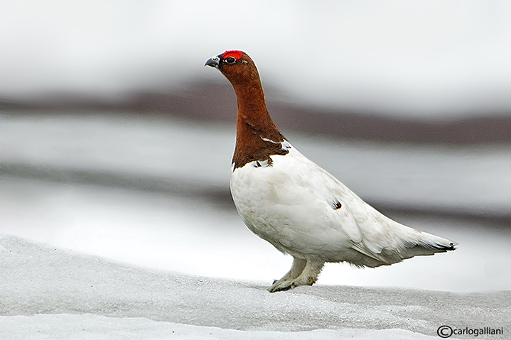 Pernice bianca nordica-Willow Grouse (Lagopus lagopus)