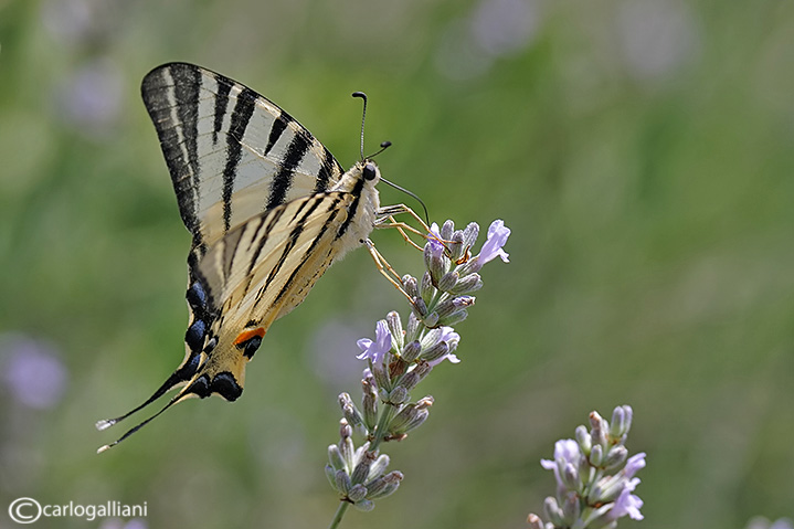 Iphiclides podalirius