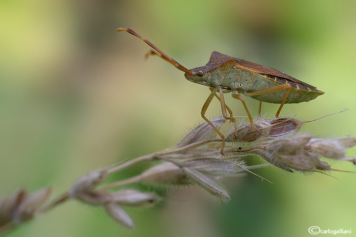 Pentatomidae