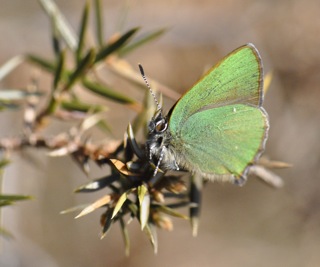 Grnsnabbvinge Callophrys rubi.jpg